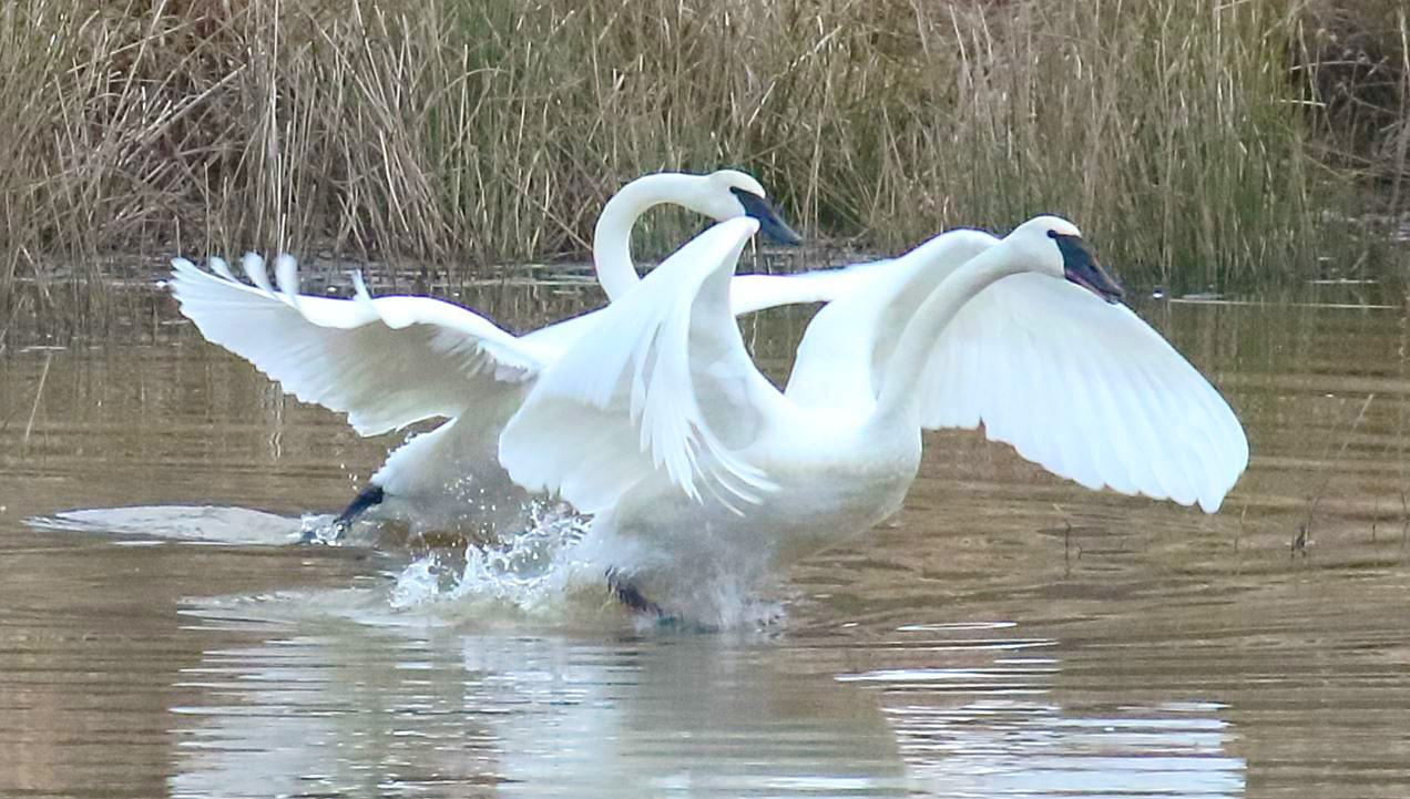 Trumpeter swans taking flight