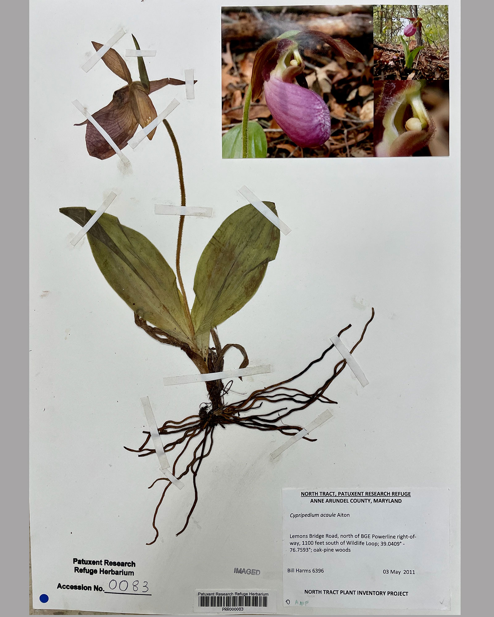 Picture of Pink Lady Slipper specimen collected at the Herbarium